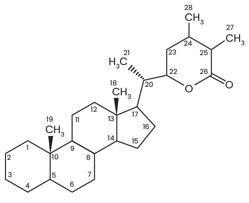 structure of withanolides